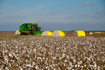 Harvesting ( Machinery Cotton Picker )
