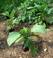 Aubergines in straw and wood mulch